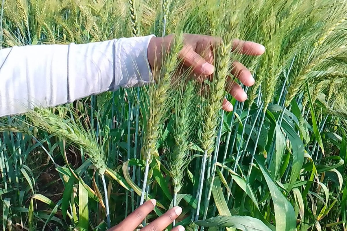 गव्हावर शेतकऱ्याचा नवा प्रयोग, पाहण्यासाठी गावकऱ्यांची मोठी गर्दी