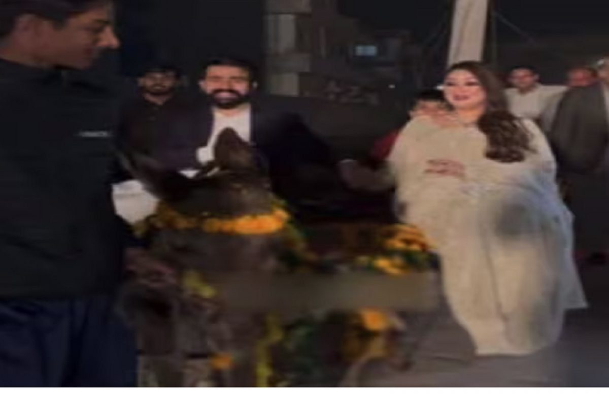 नवरा-नवरी गाढवावर