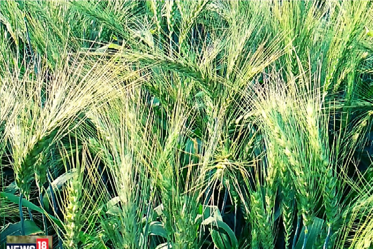 शेतकऱ्याने जाळलं तीन एकरातलं गहू