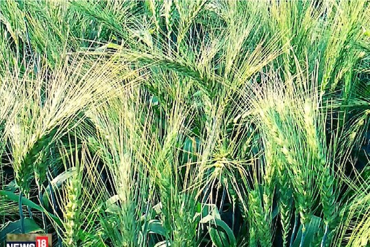 शेतकऱ्याने जाळलं तीन एकरातलं गहू
