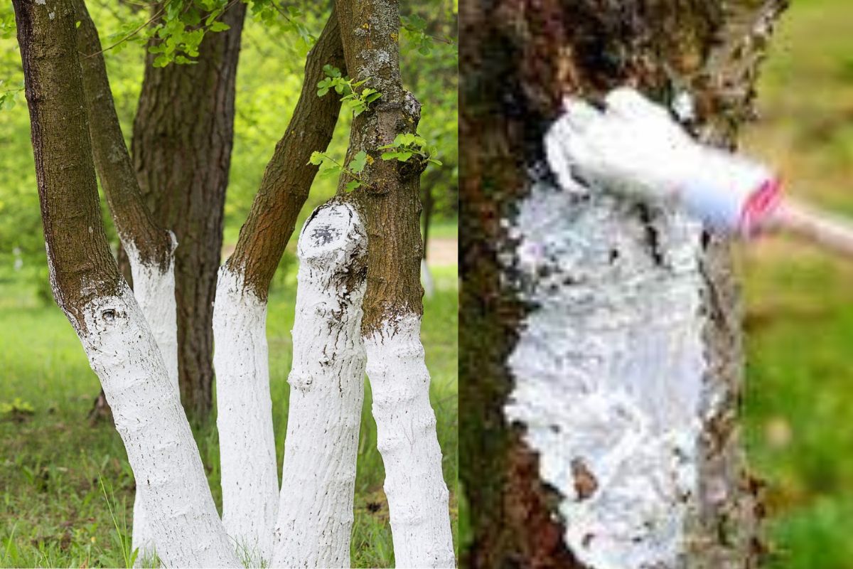 सोर्स : गुगल