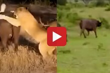 Video: जेव्हा सिंह म्हशीसमोर येतो, तेव्हा स्वत:चे प्राण वाचवण्याची येते वेळ