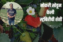 MNCची नोकरी सोडून पठ्ठ्याने केली स्ट्रॉबेरीची शेती, आज काढतोय लाखोंचं उत्पन्न