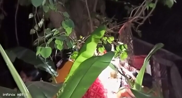 आजवर तुम्ही माणसांप्रमाणे श्वानांची लग्नही पाहिलीत, आता तर झाडांचाही थाटामाटात लग्न झालं. पश्चिम बंगालमधील पूरबा बर्दमन जिल्ह्यात झाडांचा हा विवाहसोहळा पार पडला.