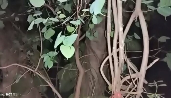 झाड मोठं झाल्यावर त्याचं लग्न लावायचं असं रेखादेवी आणि त्यांच्या पतीने ठरवलं होतं. पण त्याआधीच त्यांच्या पतीचा मृत्यू झाला. पण रेखादेवी यांनी पतीसह पाहिलेलं स्वप्न प्रत्यक्ष साकारलं.