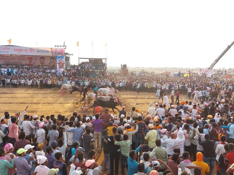बैलगाचा शर्यतीला सर्वोच्च न्यायालयाचा ग्रीन सिग्नल