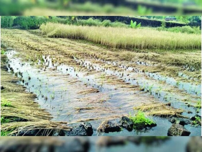 25 व 26 एप्रिल रोजी विदर्भातली बहुतांश भागात गारपीट, विजांच्या कडकडाटासह 30 ते 40 किलोमीटर प्रति तास वेगाने वारे वाहण्याचे अंदाज हवामान विभागाने वर्तवली आहे, तर उर्वरित जिल्ह्यांमध्ये या दिवसात यलो अलर्ट घोषित केला आहे.