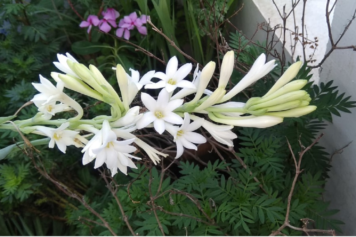 बिझनेस आयडिया