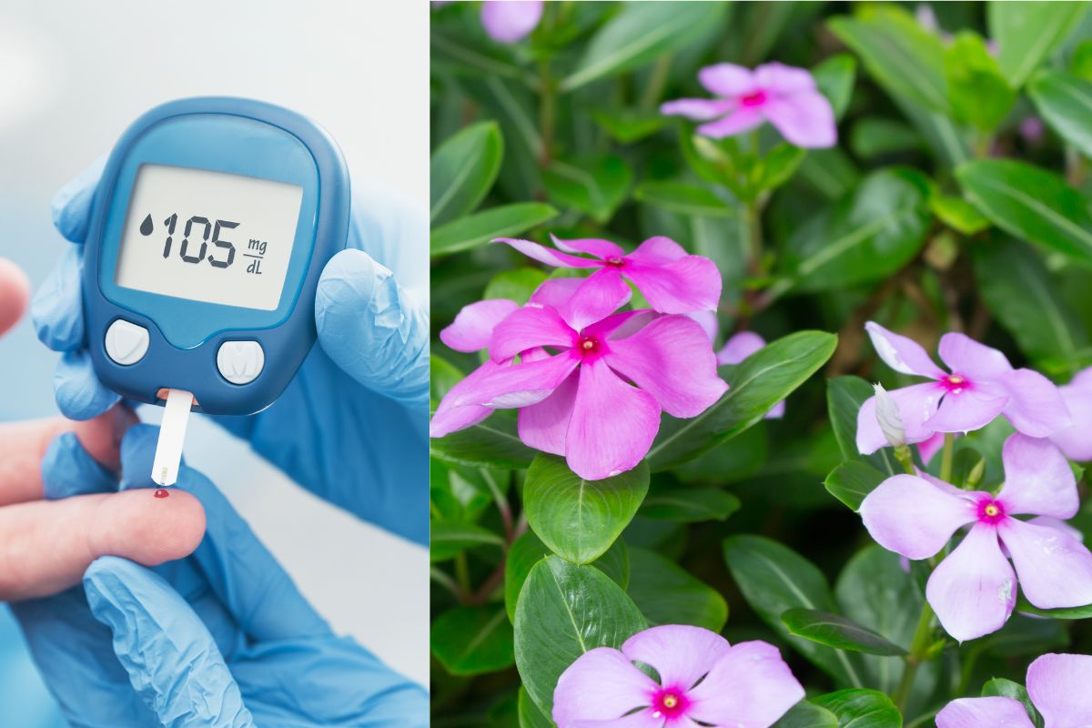 ब्लड शुगर कंट्रोलमध्ये नाही? चिंता करू नका, 'या' फुलांचा ज्युस नियंत्रित करेल मधुमेह!
