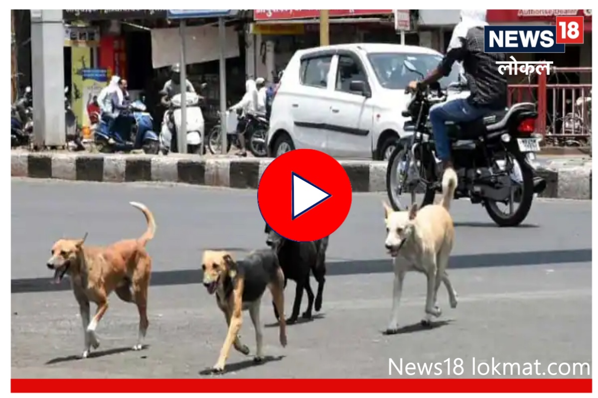 Dog Bite : कुत्रा चावल्यानंतर दुर्लक्ष केल्यास होतील गंभीर परिणाम! तातडीनं करा 'हे' उपाय, Video