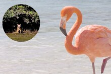 ठाणे खाडी फ्लेमिंगो अभयारण्यात सोनेरी कोल्ह्यांचे दर्शन, पर्यटक म्हणाले...