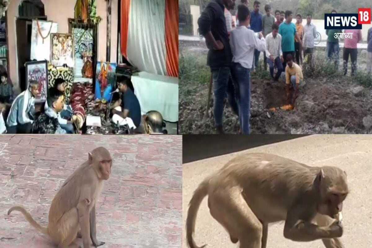 माकडाच्या मृत्यूनंतर विधीपूर्वक अंत्यसंस्कार, 13व्या दिवशी सुंदरकांड पठण, अन्नदानाचेही आयोजन