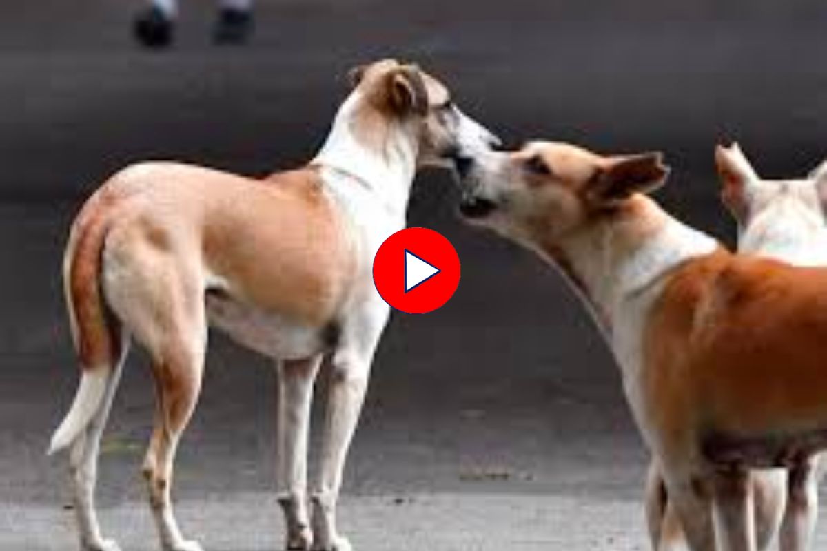 संभाजीनगरमधील श्वानांमध्ये बळावतोय गंभीर आजार, जीवघेणा धोका टाळण्यासाठी 'ही घ्या काळजी, Video