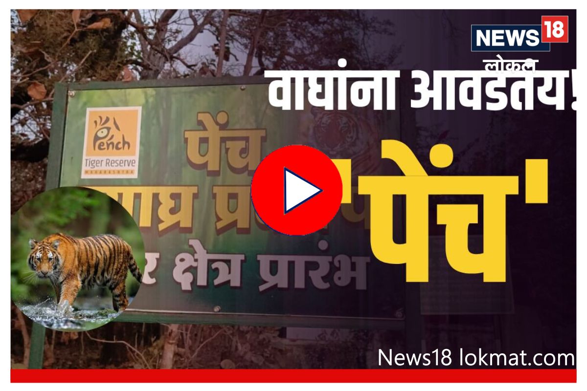 Good News : वाघांना 'पेंच' आवडतंय! व्याघ्र प्रकल्पानं उंचावली महाराष्ट्राची मान, Video