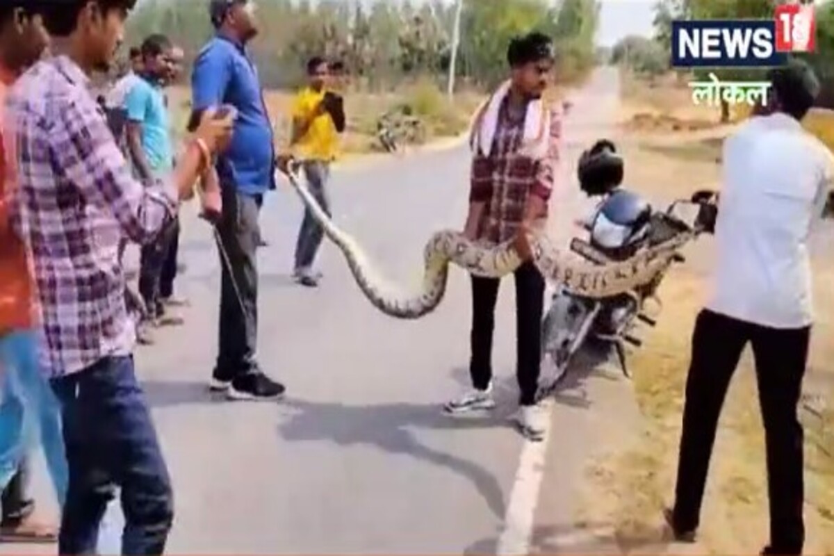 महाकाय अजगर