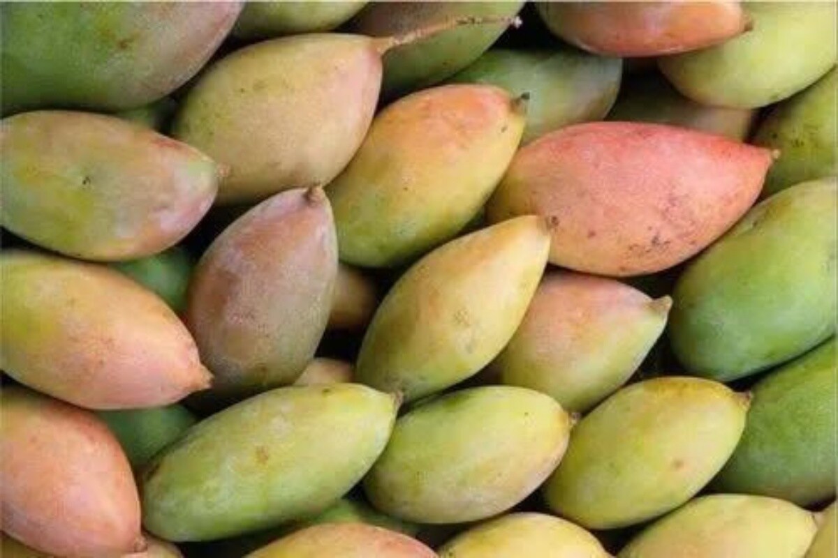 अक्षय्य तृतीयेला हे आंबे मिळणार नसल्यानं सोलापूरकरांमध्ये नाराजी आहे.