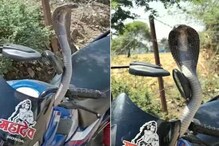 अचानक गाडीतून निघाला किंग कोब्रा, चालकाने जीव मुठीत ठेवून केलं असं काही....