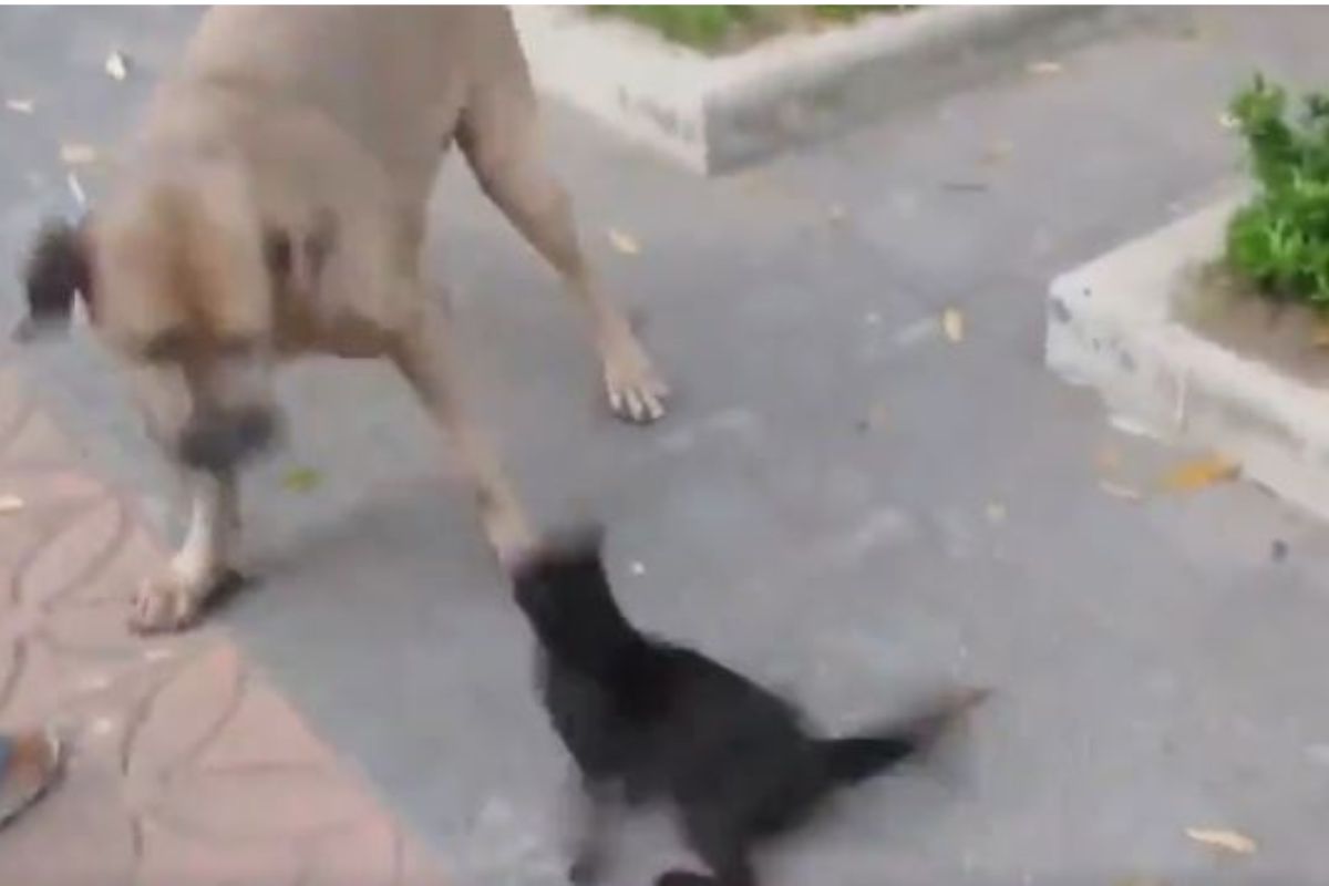 पिल्लांना वाचवण्यासाठी मांजर कुत्र्याशी भिडली, शेवट अनपेक्षित,वारंवार बघाल VIDEO