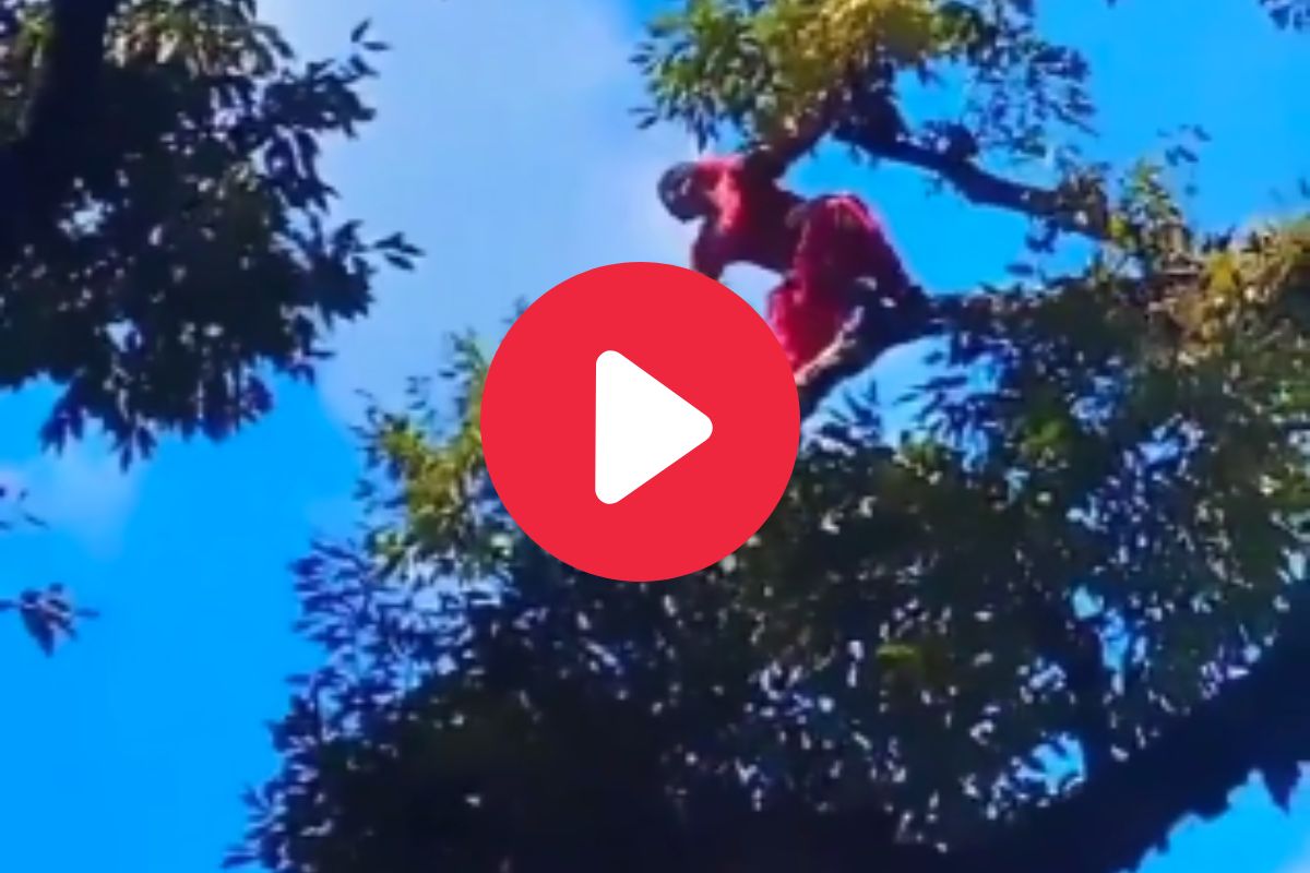 व्हायरल