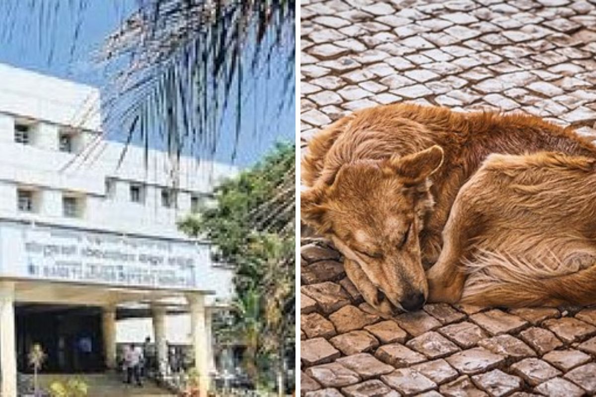 व्हायरल