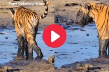 तोंडाला चिखल, माश्यांची शिकार; वाघाला अशा अवस्थेत पाहून नेटकऱ्यांना आली कीव