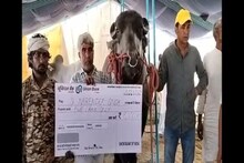 वर्षात 30 ते 40 कोटी कमवतो रेडा, मालकाने अंघोळीसाठी बांधलाय स्विमिंग पूल