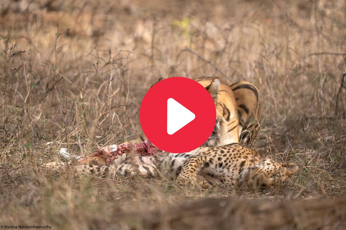 व्हायरल