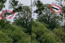 माकडाच्या शिकारीसाठी बिबट्याची जबर चाल; कधीही पाहिला नसेल असा VIDEO, शेवट पाहाच