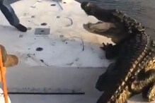 अचानक बोटीवर चढली भलीमोठी मगर; घाबरलेल्या तरुणांनी जे केलं ते धक्कादायक..VIDEO