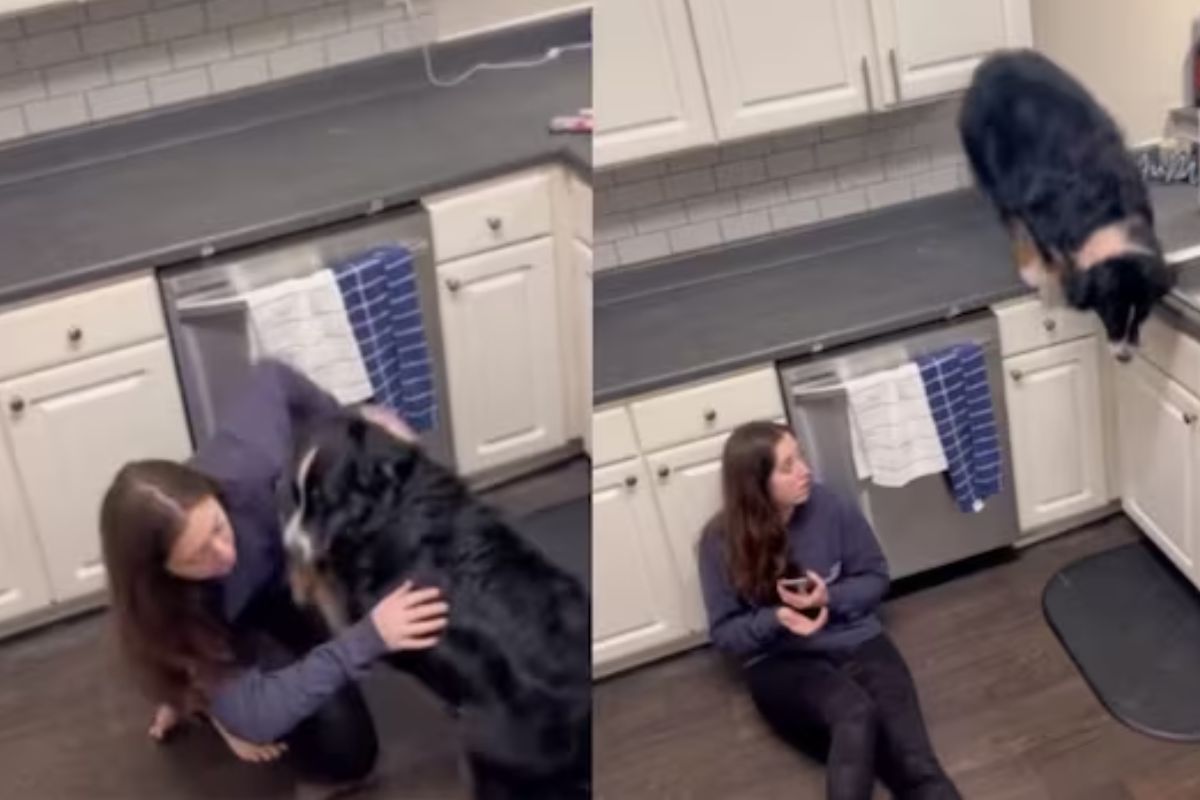 अस्वस्थ वाटताच जमिनीवर बसली महिला; मालकिणीचा जीव वाचवण्यासाठी श्वानाची धडपड, भावुक करणारा VIDEO