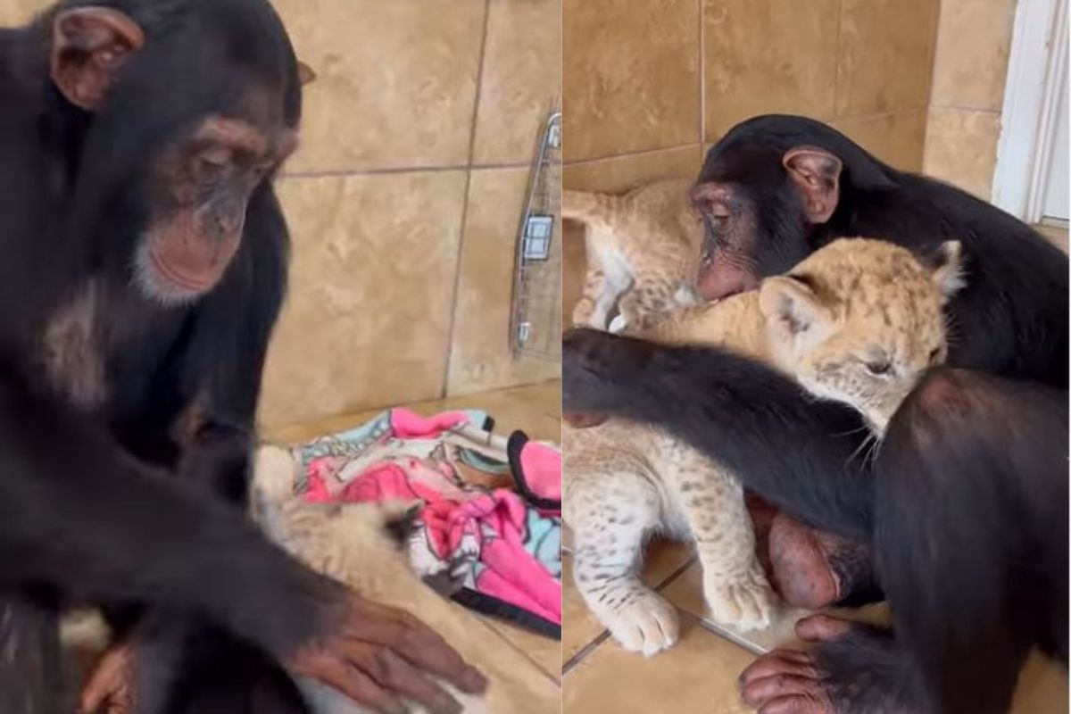 सिंहाच्या छोट्या छाव्यांना पहिल्यांदा भेटला चिंपांझी; बघताच जवळ जात जे केलं ते पाहून व्हाल थक्क..VIDEO