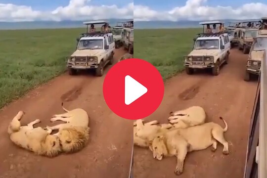 व्हायरल व्हिडीओ