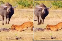 बिबट्याने जबड्यात पकडलं मगरीचं डोकं; बचावासाठी धावत आला म्हशींचा कळप पण..VIDEO