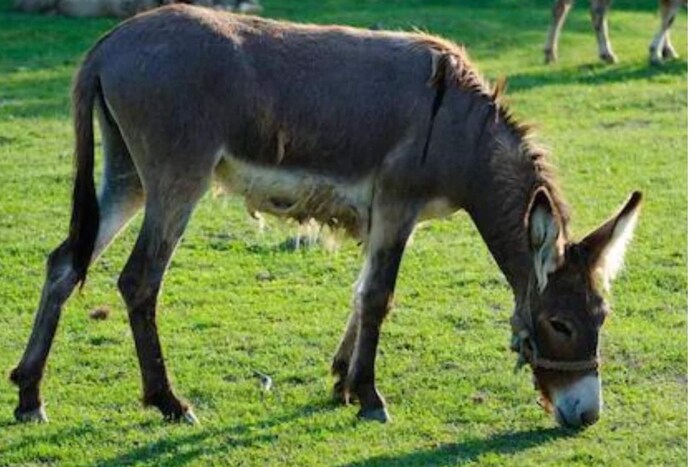 एखाद्या गुन्ह्यासाठी गाढवांना जेलमध्ये जावं लागल्याचं तुम्ही कधी ऐकलंय का? असं प्रकरण ६ वर्षापूर्वी उत्तर प्रदेशच्या जालौन जिल्ह्यात झालं होतं. 