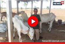 Sangli News: 'माझं आयुष्य गाईंना दान', नोकरी सोडून 'तो' सांभाळतोय गोवंश, Video