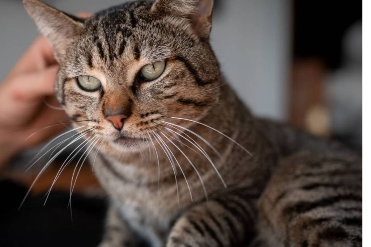 मांजरीत वडिलांचा आत्मा असल्याचा महिलेचा दावा; वैतागलेल्या पतीने मांजरच सोडून दिलं, मग भयानक घडलं