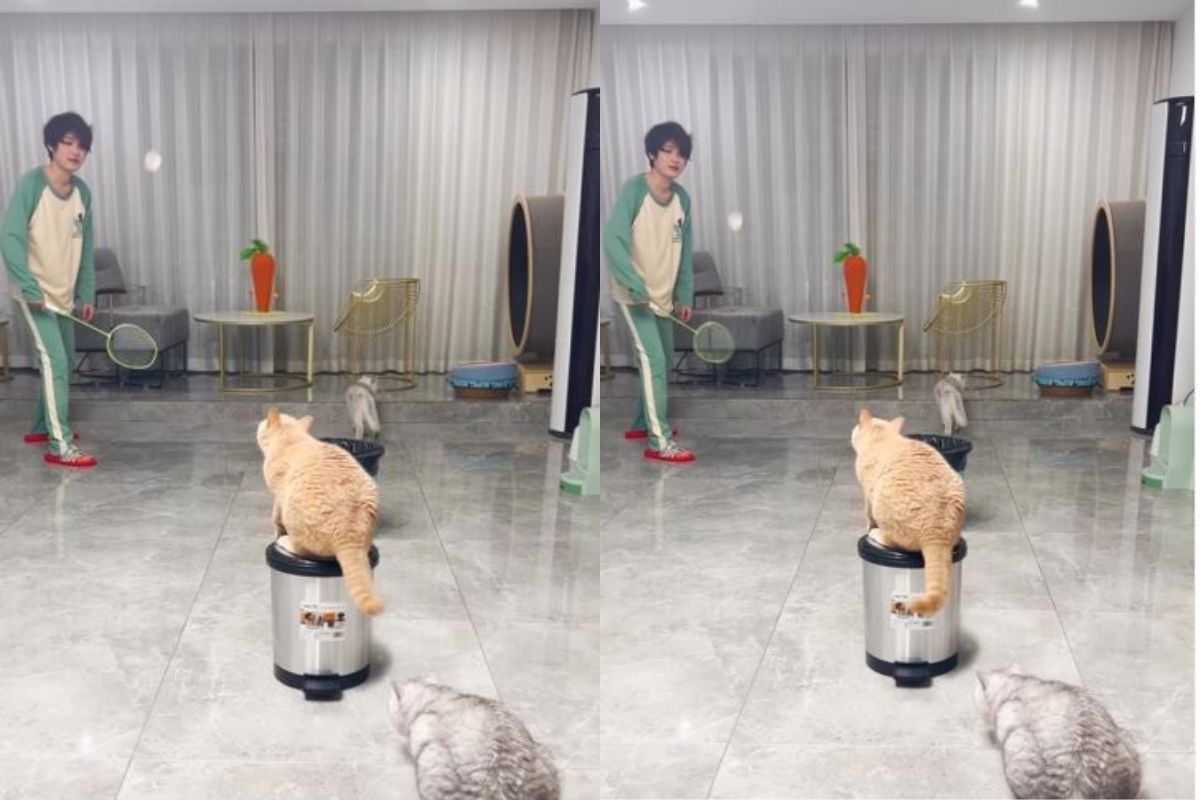 अरेच्चा! हे काय? तरुणीसोबत चक्क 3 मांजरीनं खेळलं बॅडमिंटन, खेळण्याची पद्धत पाहून अवाक व्हाल, VIDEO