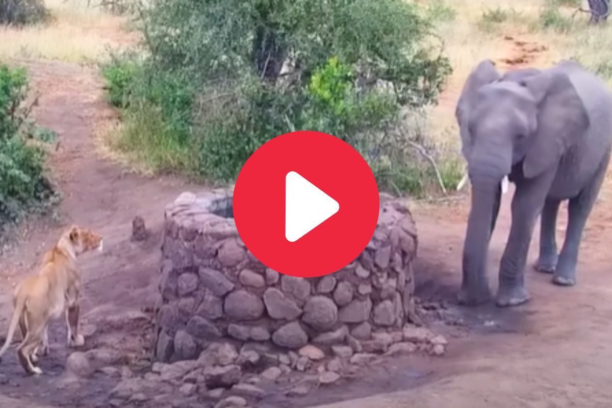 व्हायरल व्हिडीओ