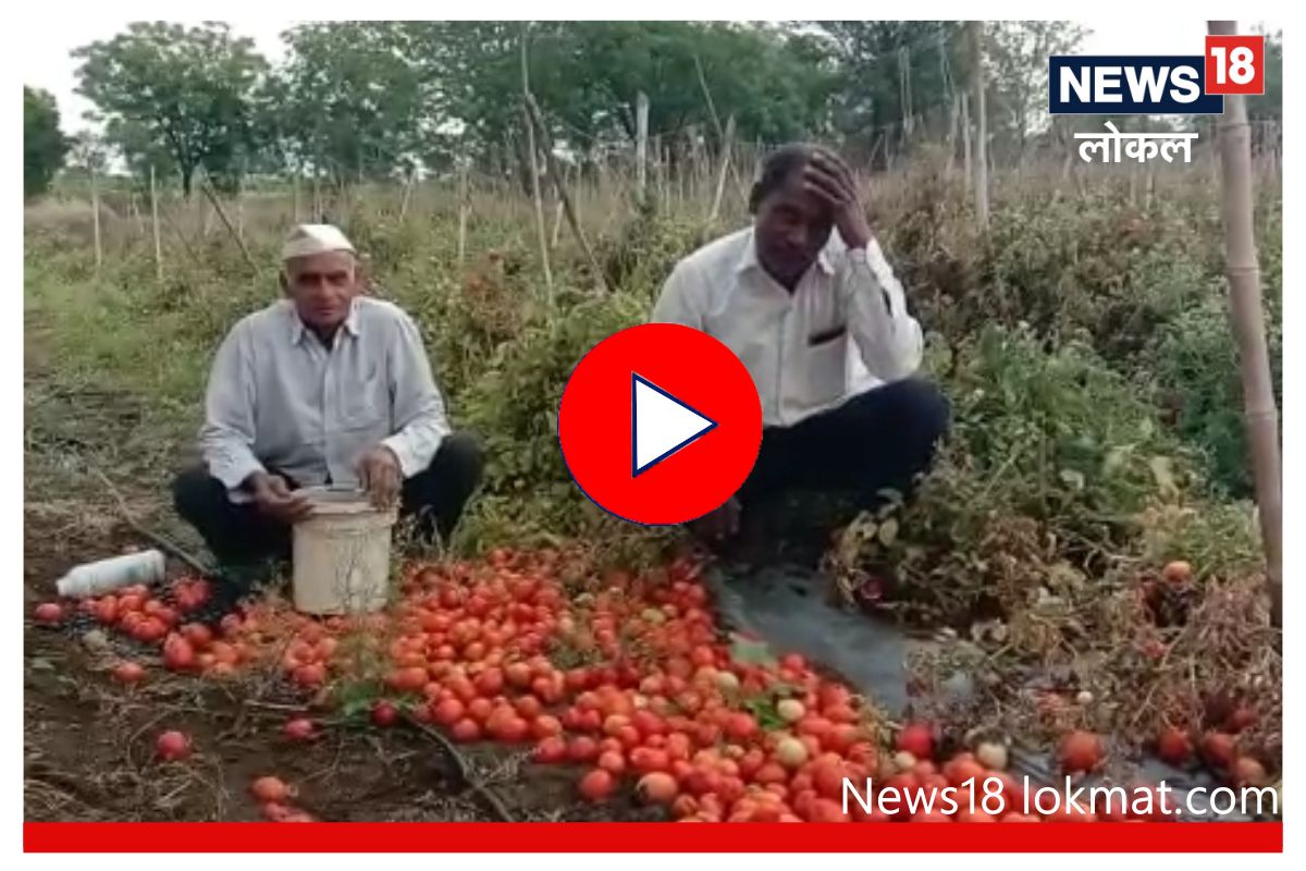 Latur News: अवकाळीने भाजीपाला मातीमोल, टोमॅटोचा झाला लाल चिखल, Video
