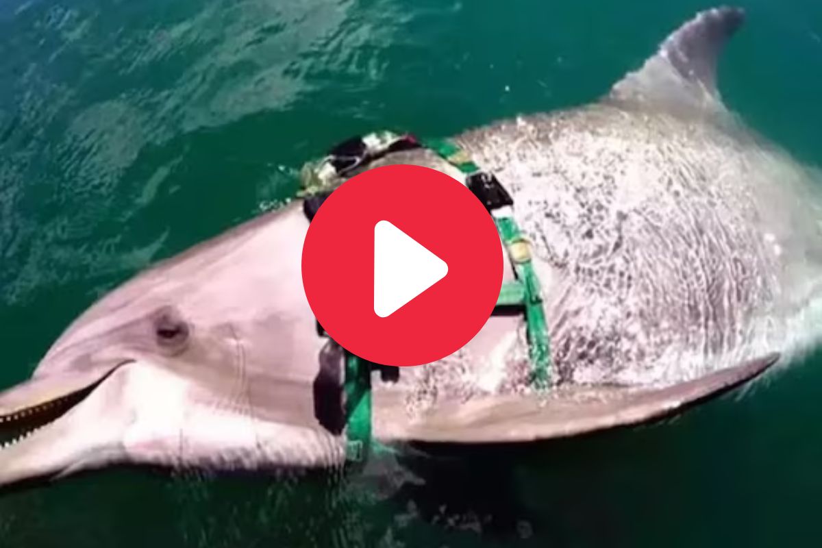 व्हायरल