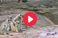 खेळण्यातल्या माकडाच्या पिलाला मेलेलं समजून वानरांनी वाहिली श्रद्धांजली