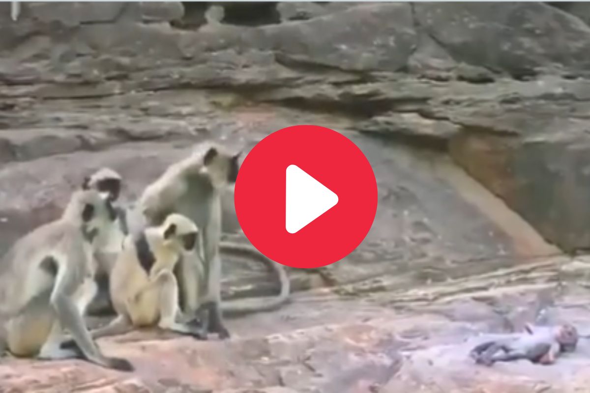 व्हायरल