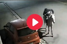 चक्क घोड्यावर आला चोर, महिलेची बॅक हिसकावू लागला अन्..., Video व्हायरल