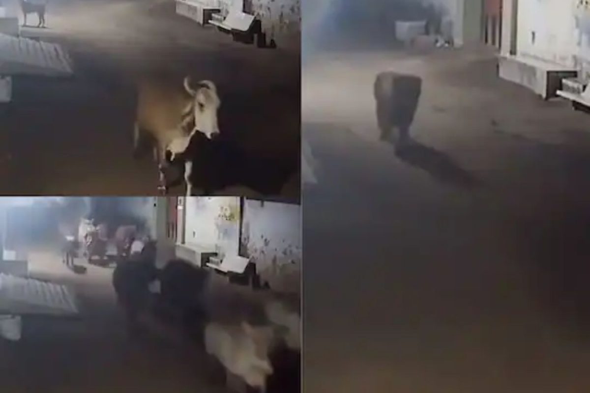 गायींच्या शिकारीसाठी आला सिंह; मग श्वानाने असं काही केलं जे पाहून डोळ्यांवर बसणार नाही विश्वास, VIDEO