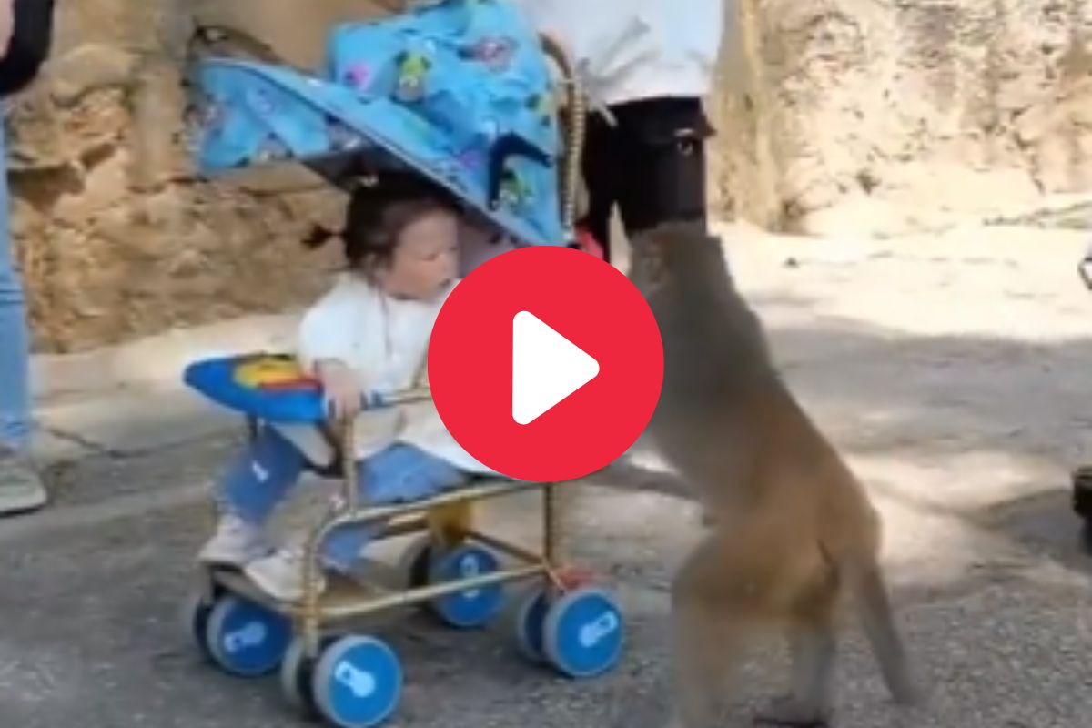 व्हायरल