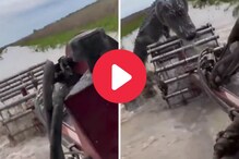 महाकाय मगरीने हार्वेस्टर मशीनवर केला हल्ला, थरकाप उडवणारा Video