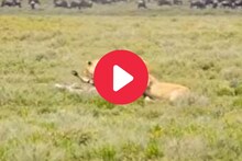 सिंहाचा हरणावर जबरदस्त हल्ला, असं अडकवलं जाळ्यात, Video व्हायरल