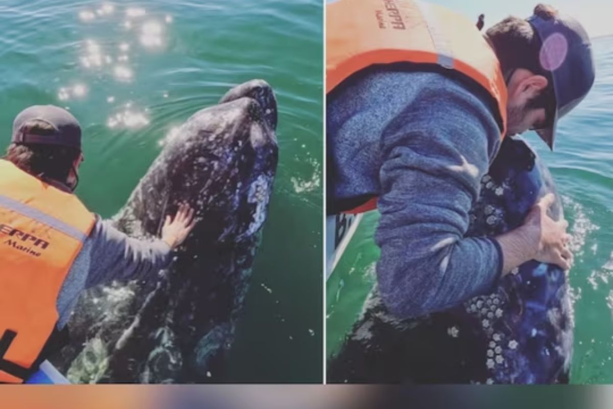 व्हेल मासा समोर येताच आधी हात फिरवला, मग किस करायला गेला व्यक्ती अन्..; कॅमेऱ्यात कैद झाली घटना..VIDEO