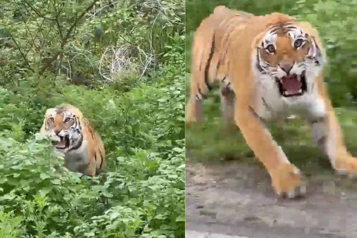 वाघाचा पर्यटकांवर हल्ला