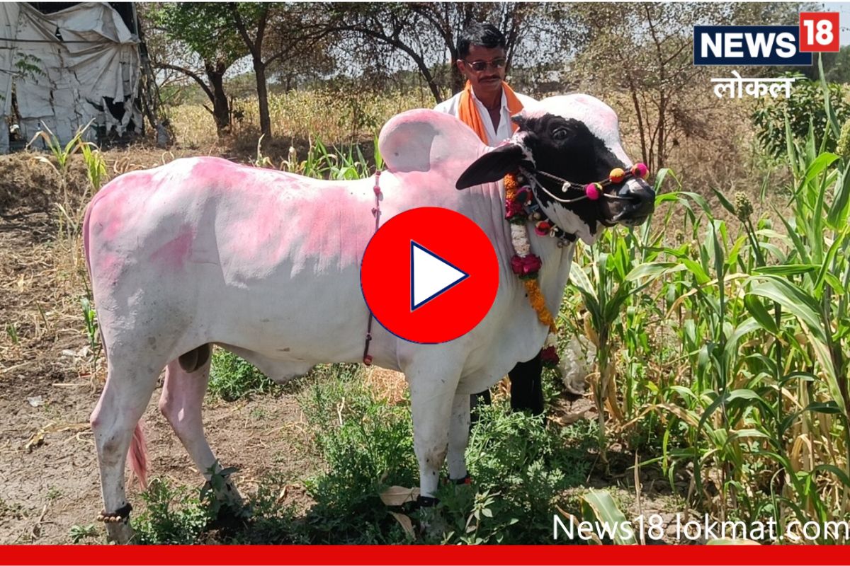 Latur News: लातूरच्या गाईची शिर्डीत बाजी; पशुप्रदर्शनात देवणी वळू अव्वल, Video